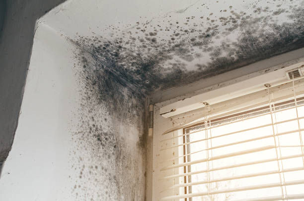 Affordable Mold Cleanup solutions in Sherborn, MA
